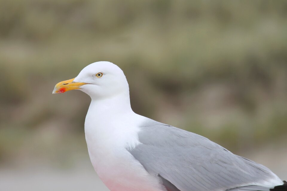 Charadriiformes laridae bird