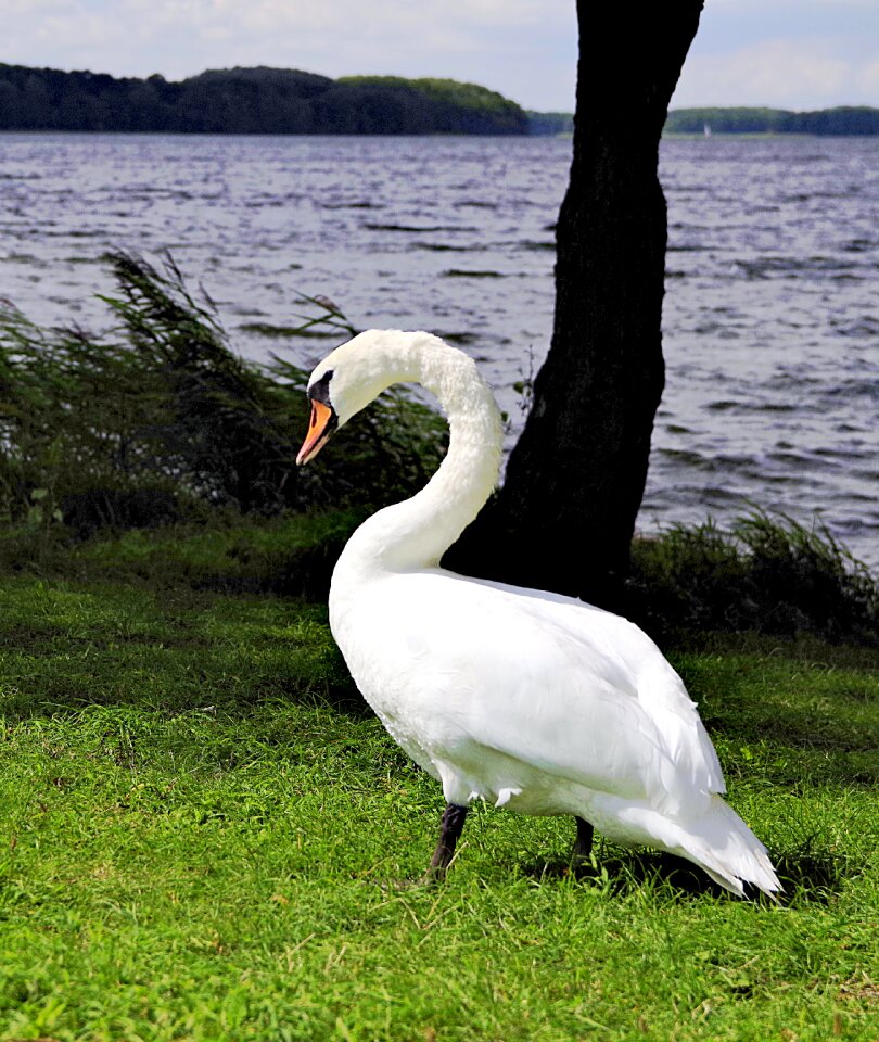 Beach grass bird