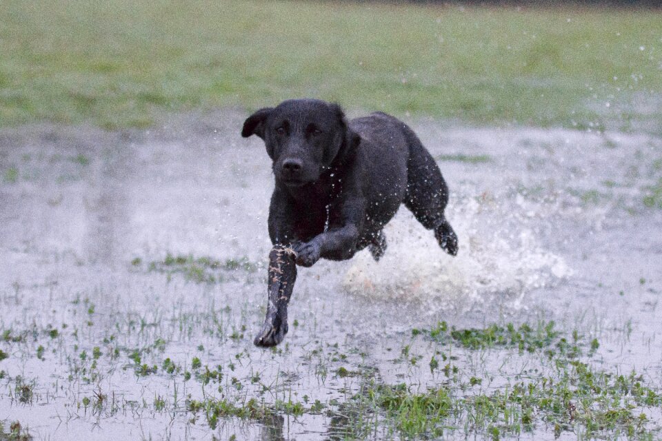 Labrador black running over water working dog