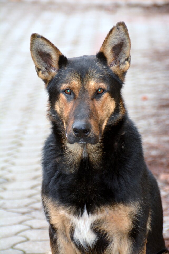 Canidae my favorite animal