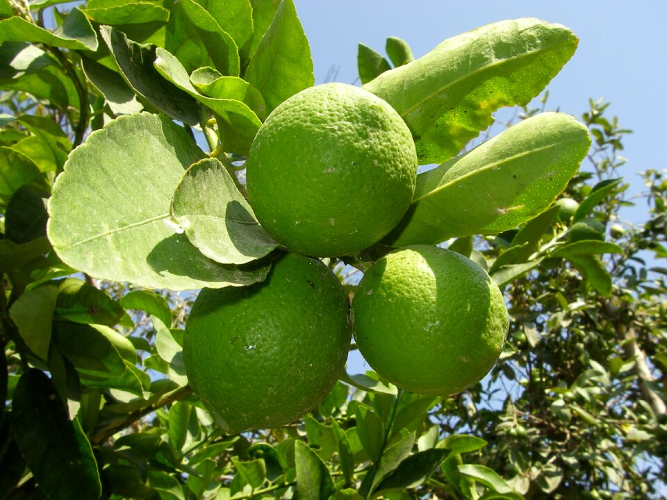 Fruit citrus fruit tree