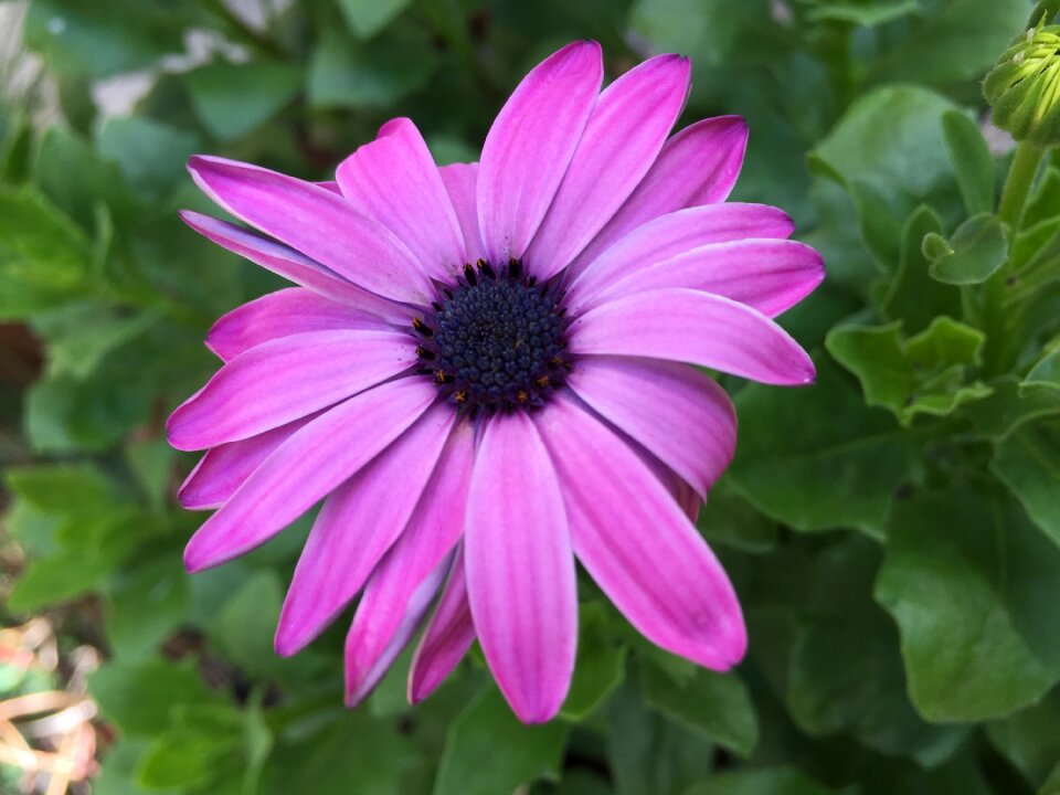 Flowers plant purple flower