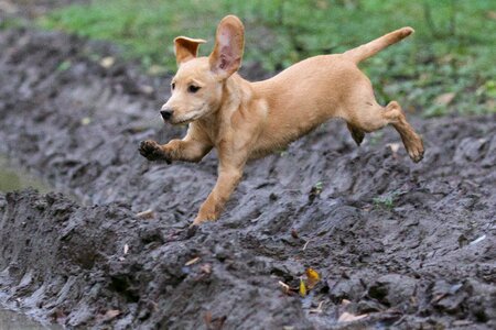 Jumping labrador cocker gray puppy