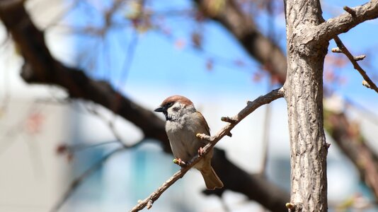 Wildlife outdoors park