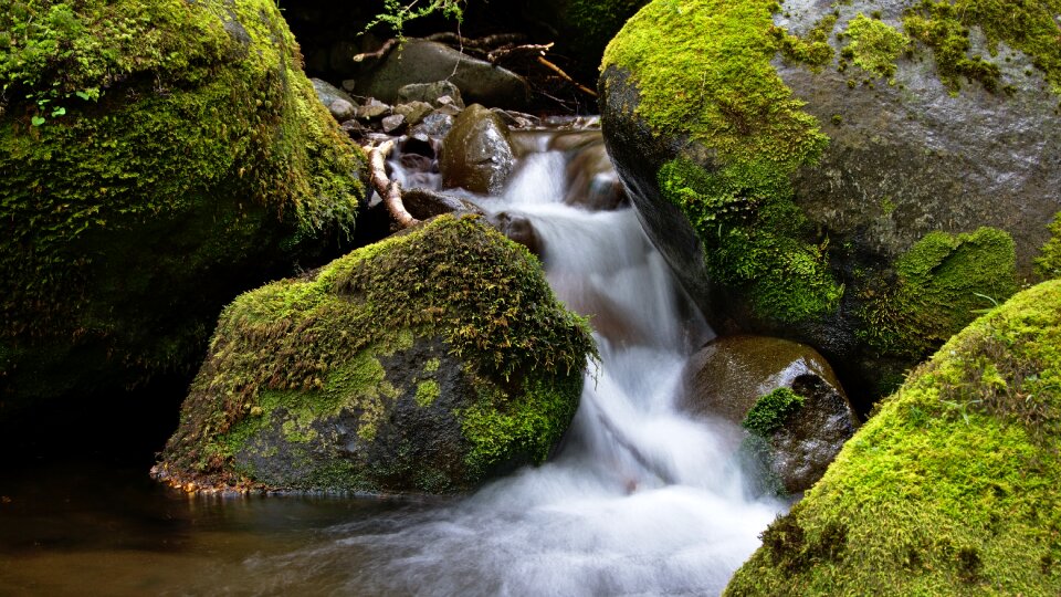 Green moss stream photo