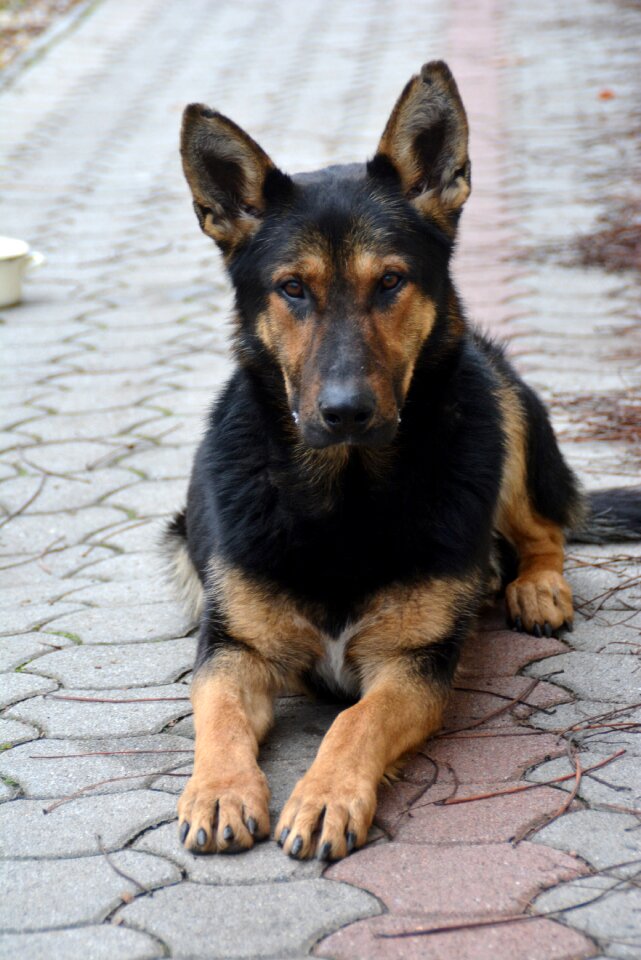 My favorite canidae cute
