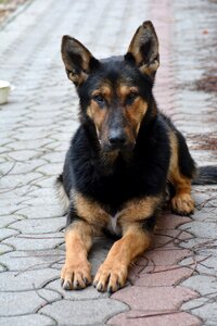 My favorite canidae cute