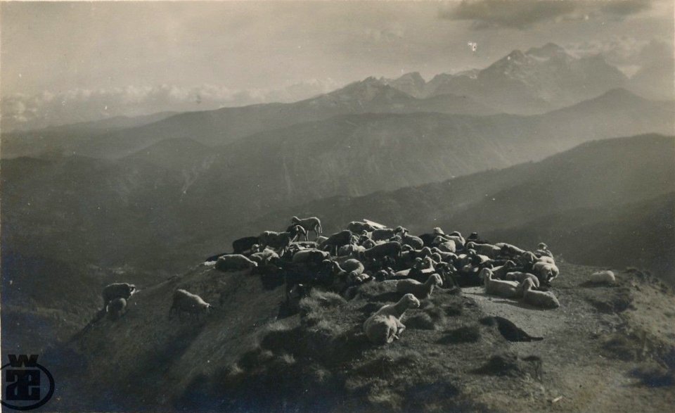 Postcard of Golica