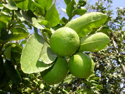 Fruit citrus fruit tree