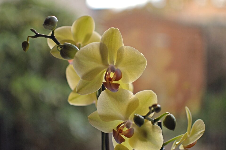 Branch blooming orchid