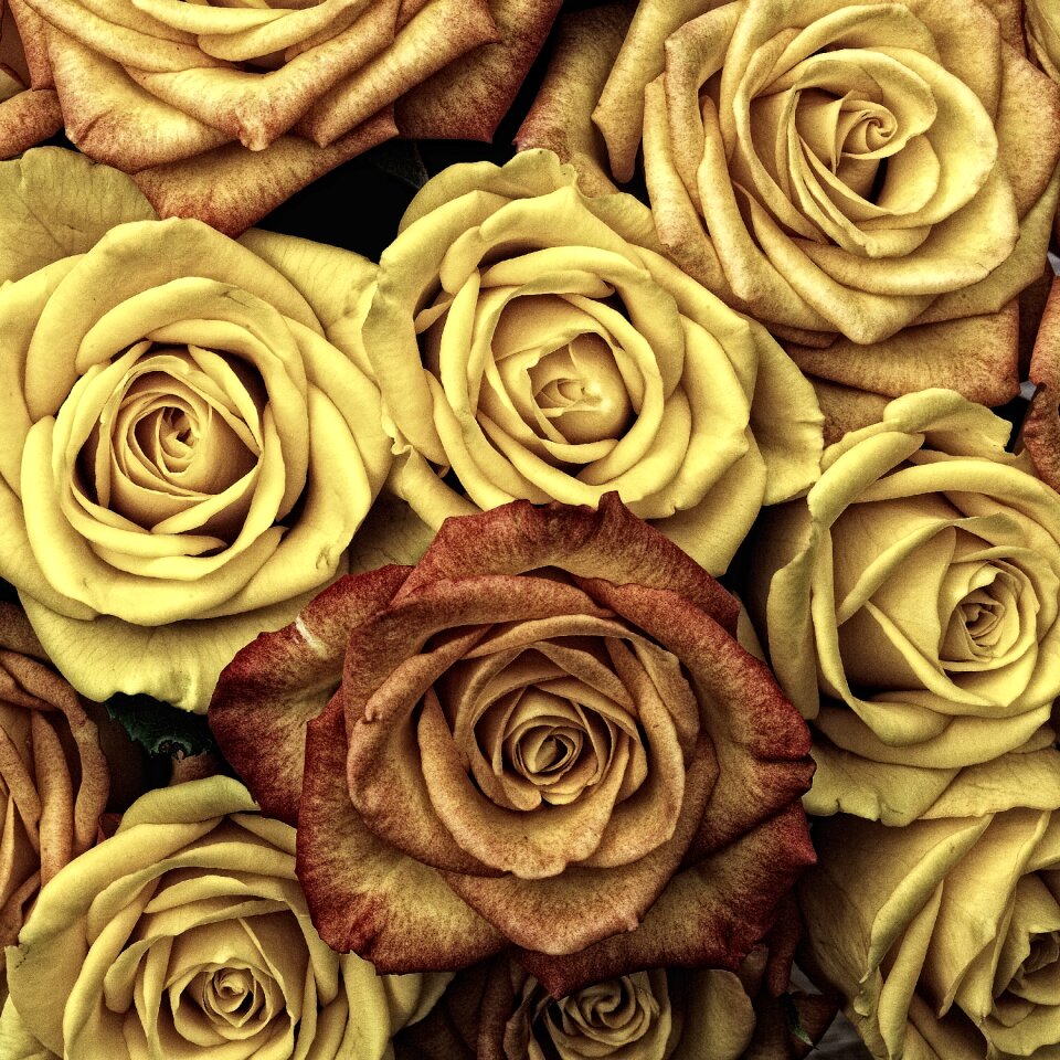 Flower bloom petal