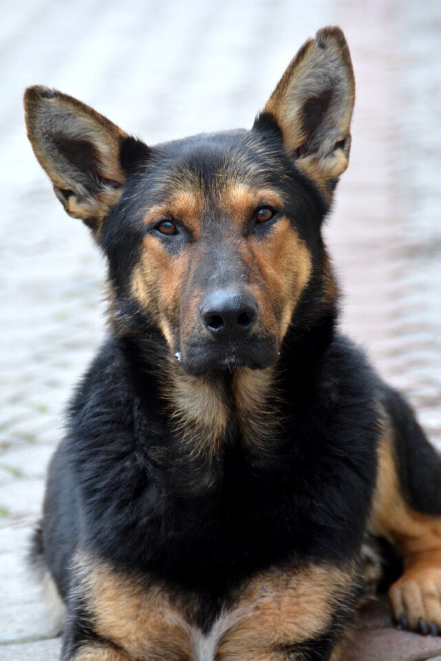 Canidae animal my favorite
