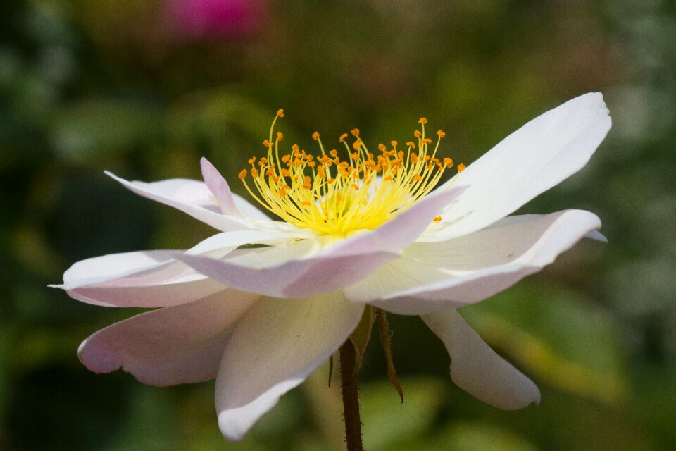Flower romance floral
