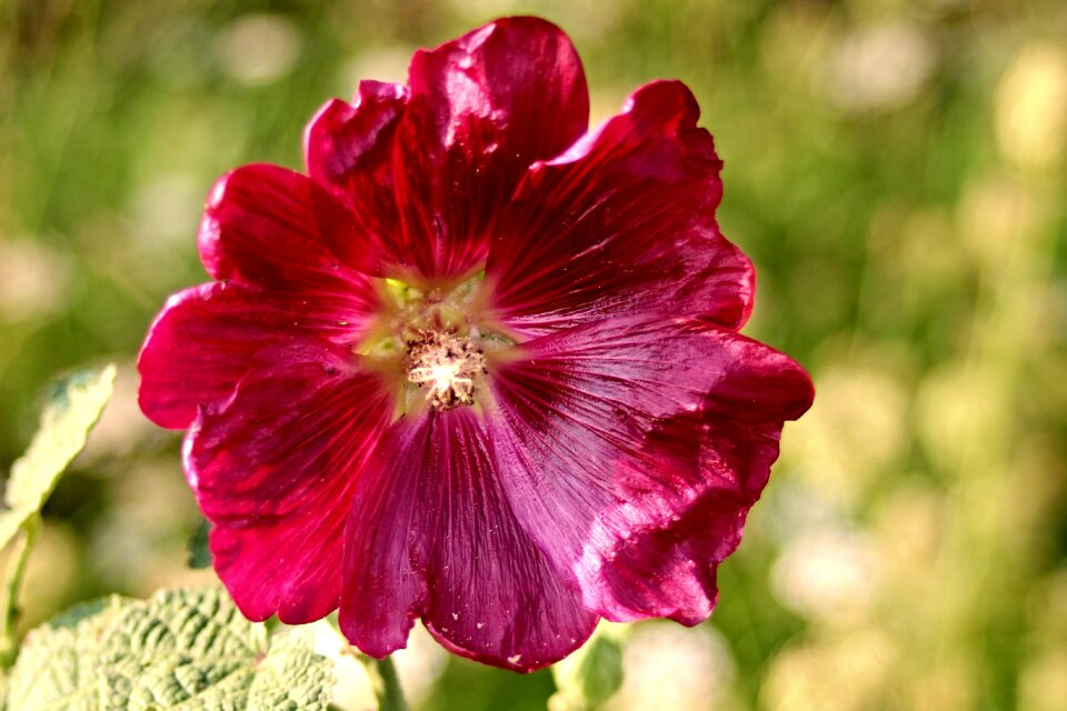 Mallow hollyhock poplar rose