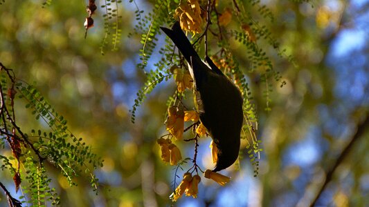 Nature bird animal photo