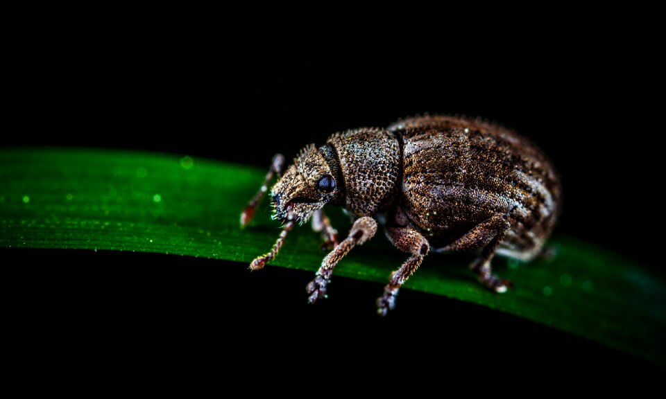 Nature living nature macro