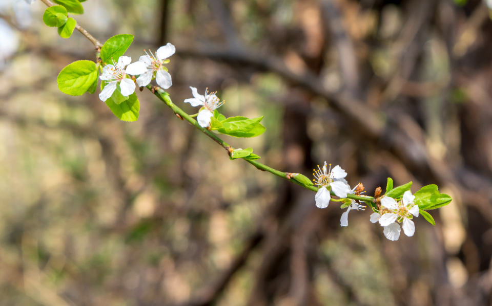 Tree growth blossom