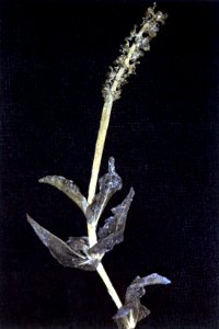 Potamogeton richardsonii