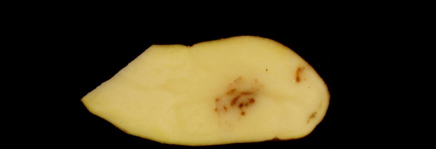 Potato mop top virus 2012