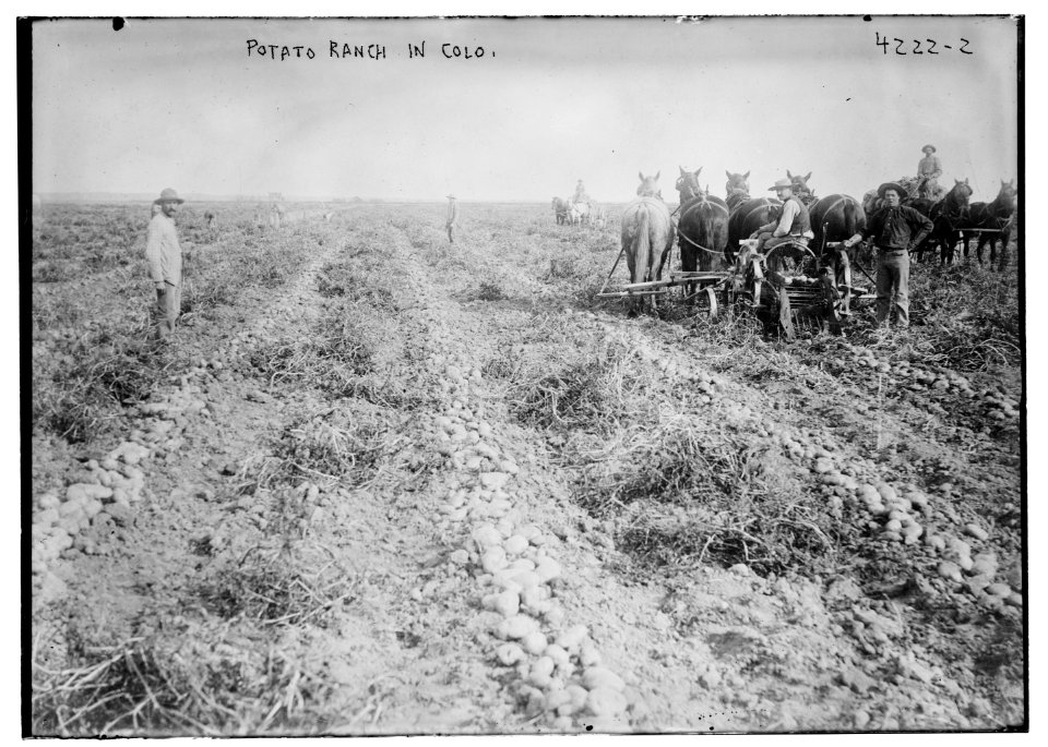 Potato raising in Colo. LCCN2014704665