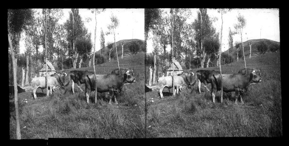 Prat amb vaques i al fons una font de pedra