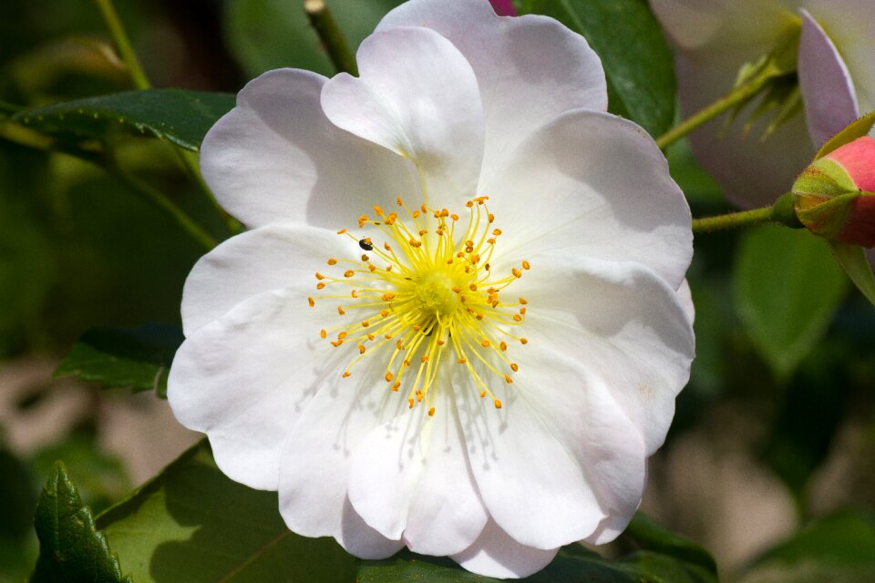 Flower romance floral