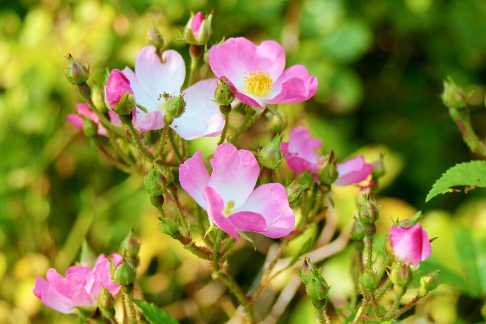 Red roses dog rose