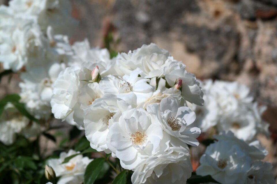 Rose white nature