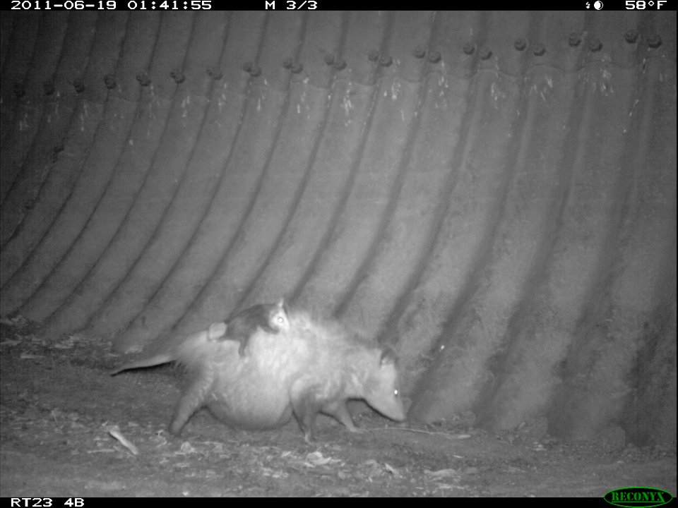 Pregnant Possum (11425641334)