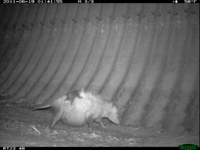 Pregnant Possum (11425641334)