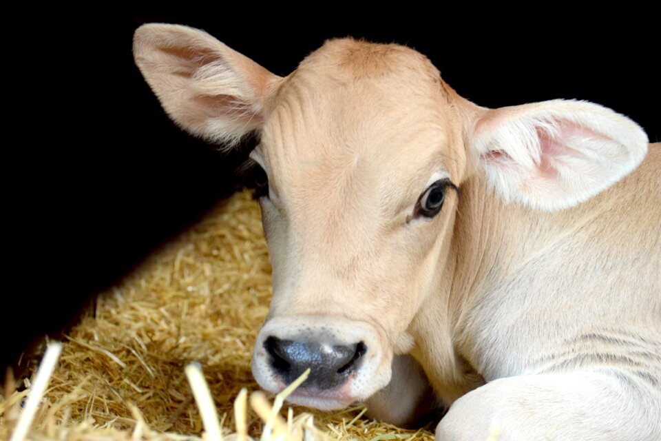 Cattle mammal animal