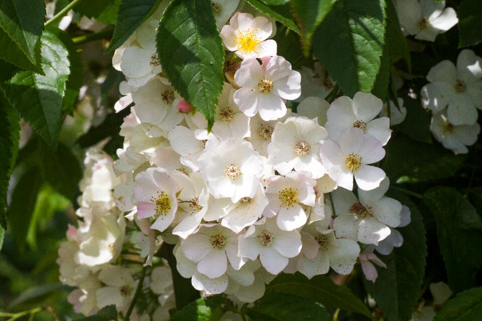 Flower romance floral