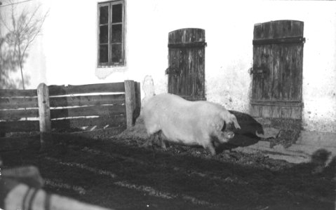 Pred svinjaki