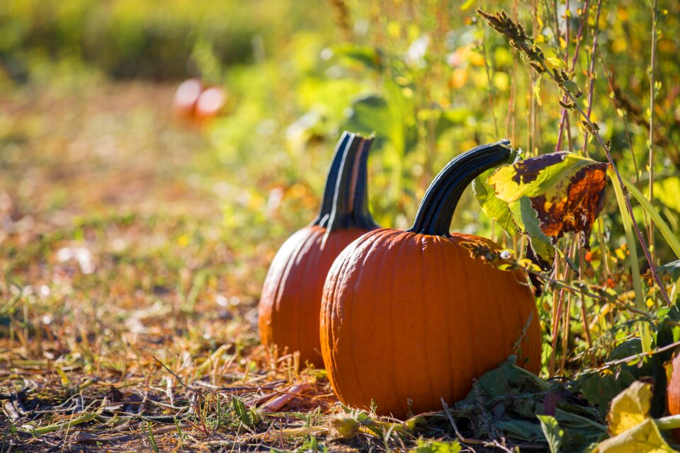 Leaf outdoors pumpkin
