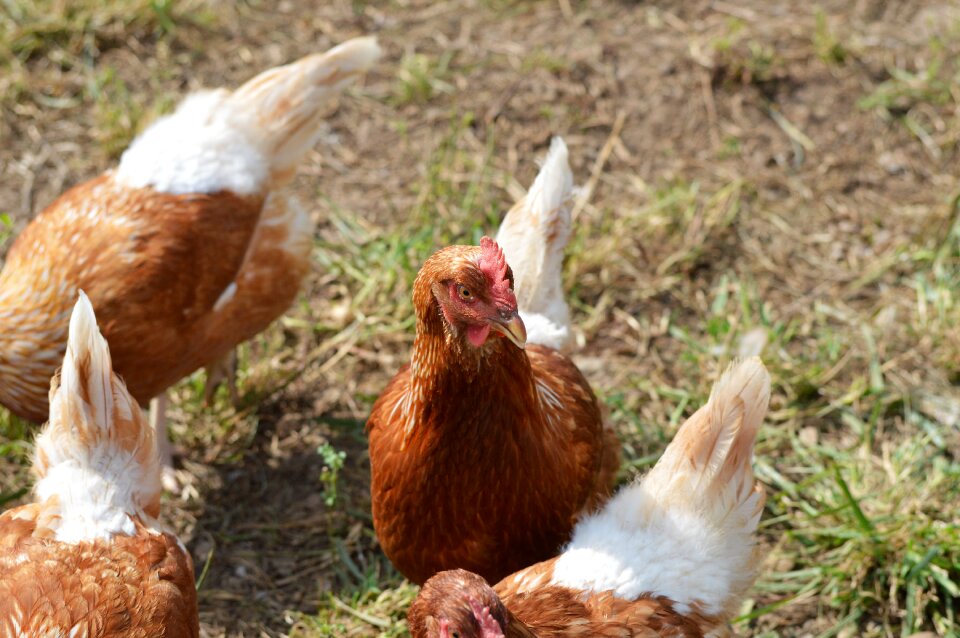 Pinnate free range farm