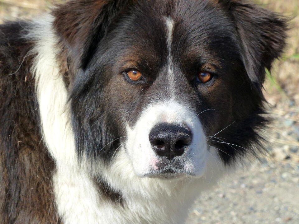 Portrait animal white