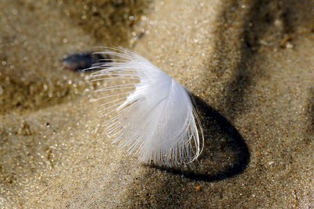 Bird feather fluffy close up