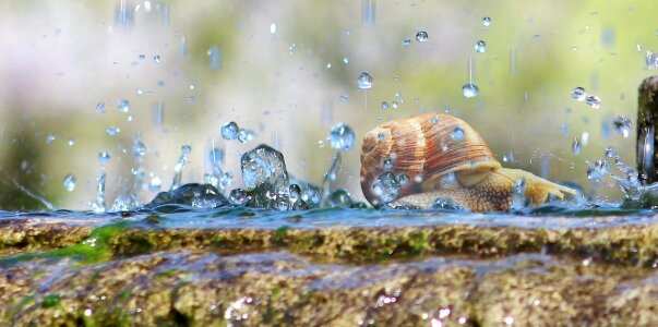 Snail droplets falling drops