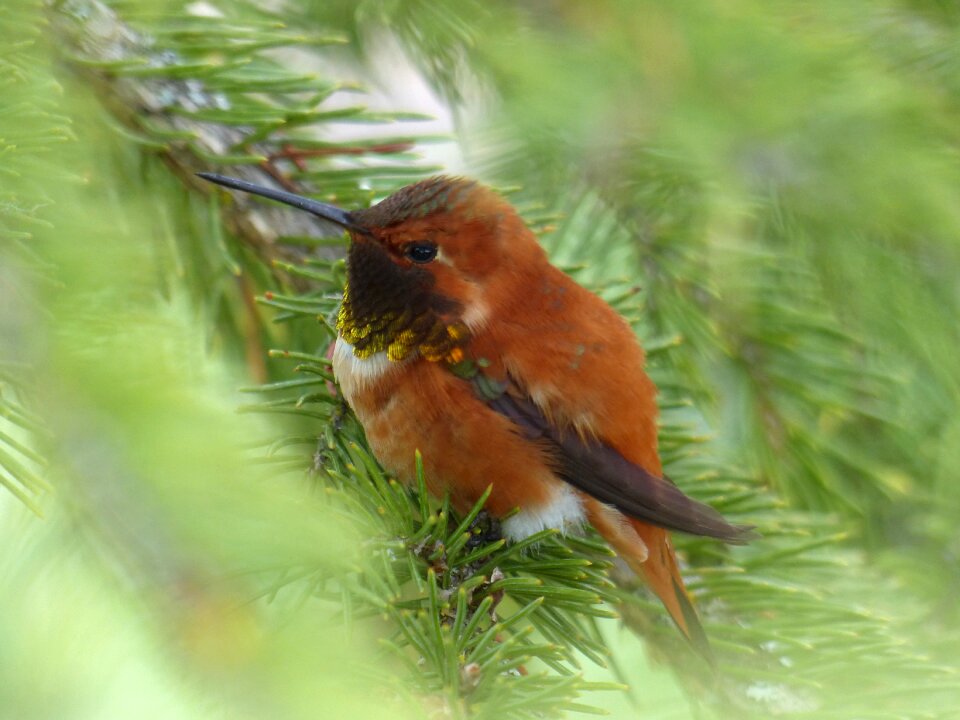 Small wildlife nature