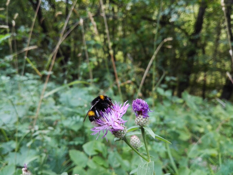 Insect forest nature