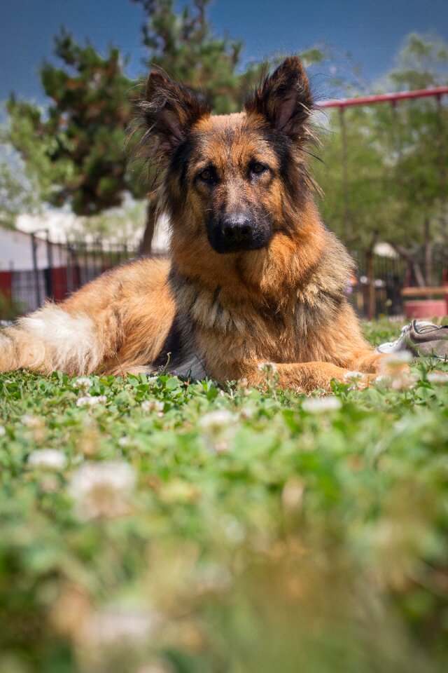 German shepherd dog rest plaza
