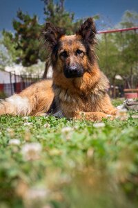 German shepherd dog rest plaza
