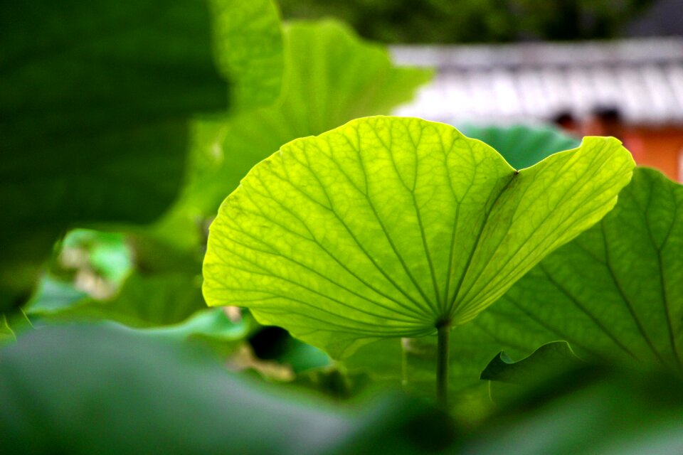 Greenness leaf blue