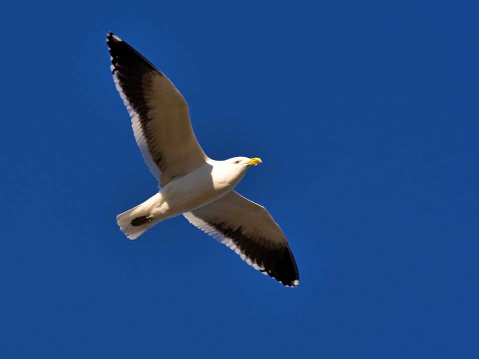 Sky bird flying