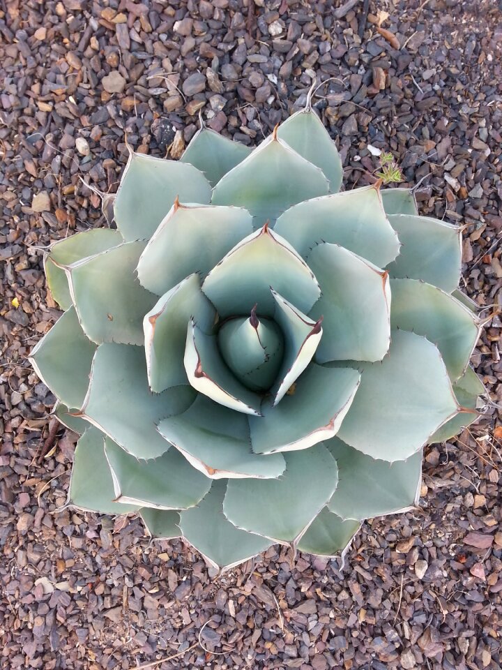 Cacti outdoor desert