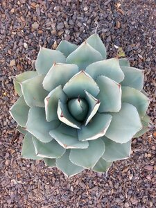 Cacti outdoor desert