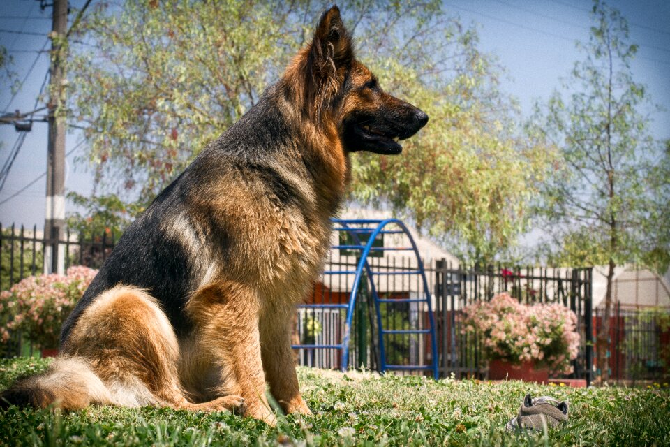 German shepherd dog color friend