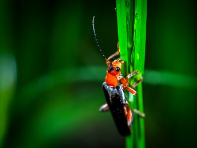 Living nature outdoors beetle