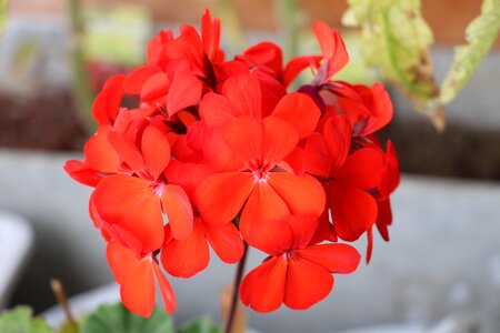 Beautiful sharp red