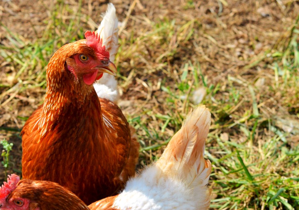 Pinnate free range farm